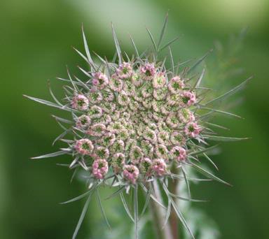 a beaut weed